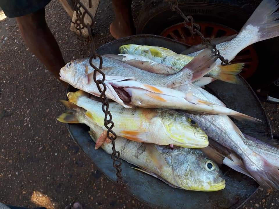 pesca
